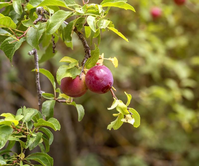 Uprawa owoców alyczy