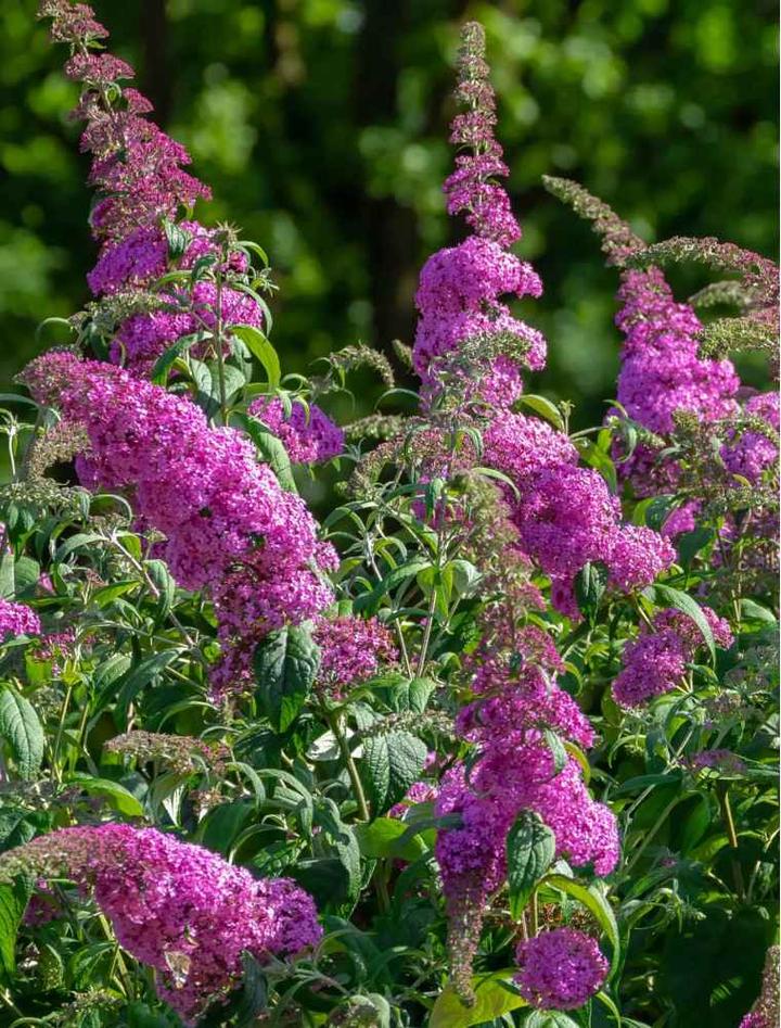 Wybór stanowiska i gleby