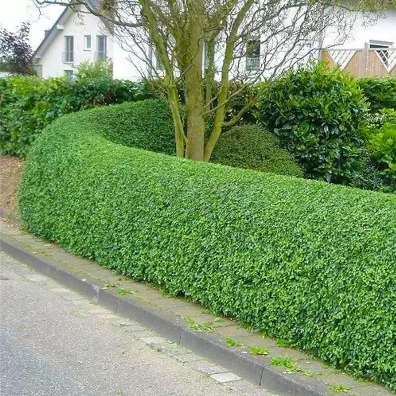 Zrównoważony ogród i bioróżnorodność