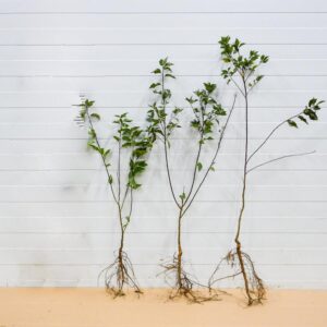 Alycza – smak owoców i piękno ogrodów w harmonii z przyrodą