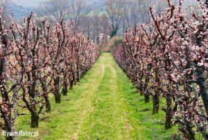 Jak i kiedy cięcie moreli przyniesie najlepsze efekty?