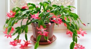 Jak skutecznie nawozić grudnika: kiedy i czym to robić krok po kroku?