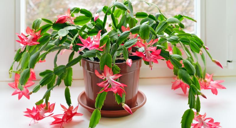 Jak skutecznie nawozić grudnika: kiedy i czym to robić krok po kroku?