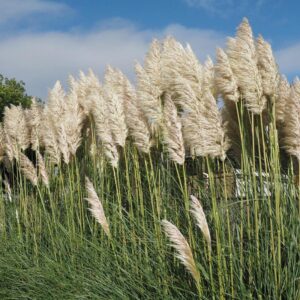 Kiedy i jak najlepiej sadzić trawę pampasową w ogrodzie?