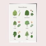 Zalety drzew liściastych w ogrodzie: jak wykorzystać ich piękno w kompozycji przestrzeni?