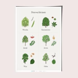 Zalety drzew liściastych w ogrodzie: jak wykorzystać ich piękno w kompozycji przestrzeni?