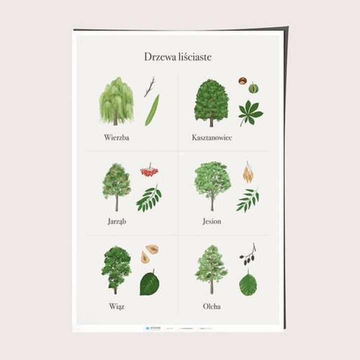 Zalety drzew liściastych w ogrodzie: jak wykorzystać ich piękno w kompozycji przestrzeni?