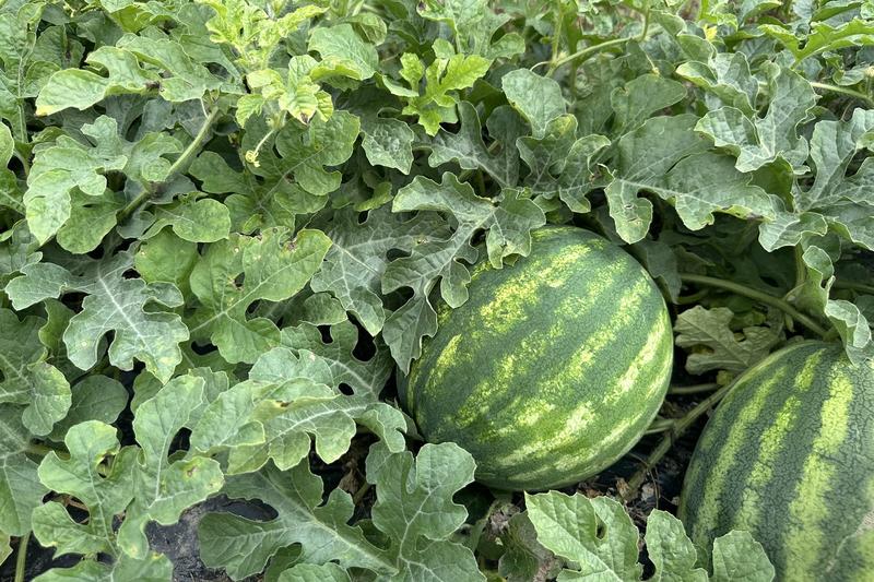 Kiedy sadzić arbuzy