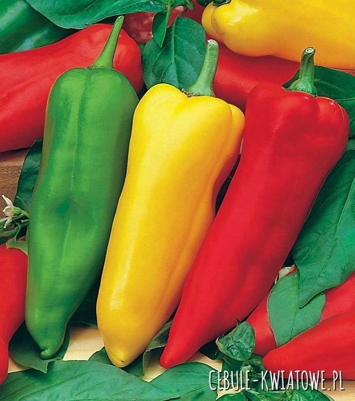 Papryka owoc czy warzywo