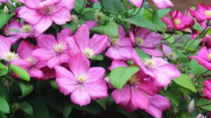 Jak skutecznie nawozić powojniki? Praktyczny poradnik dla początkujących ogrodników