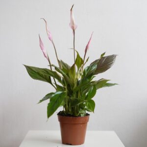 Skrzydłokwiat w sypialni — odkryj korzyści i bezpieczeństwo tego wyjątkowego kwiatu