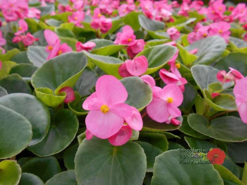 Gatunki begonii na balkonach