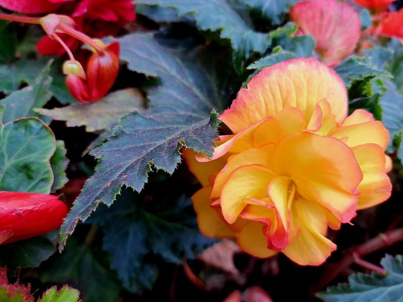 Idealne stanowiska dla begonii