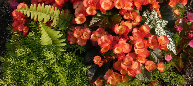Jak sadzić begonie bulwiaste
