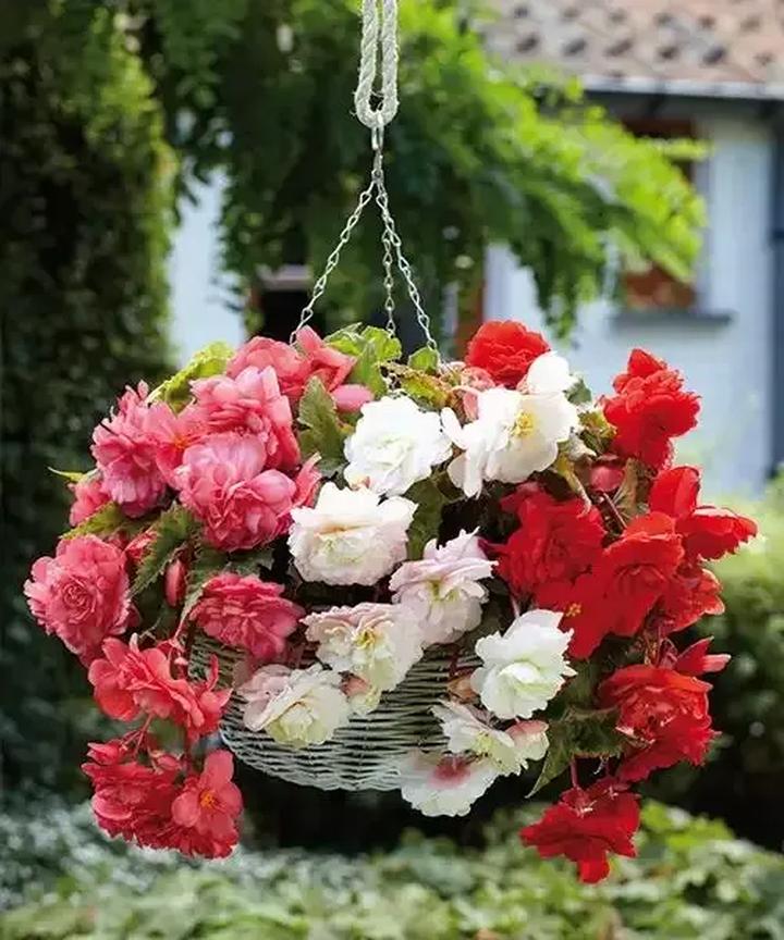 Pielęgnacja begonii w doniczkach