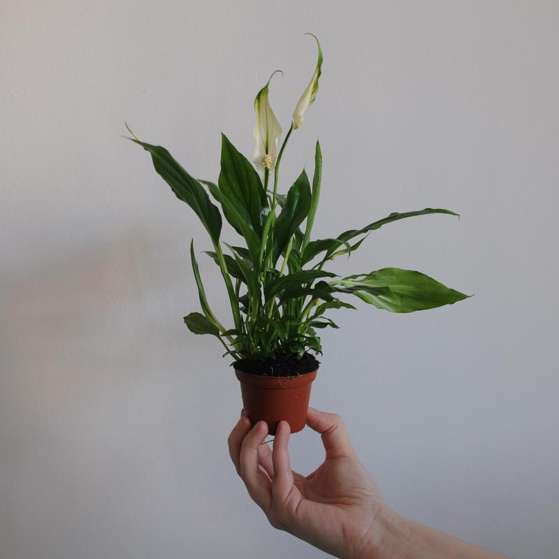 Pielęgnacja skrzydłokwiatu