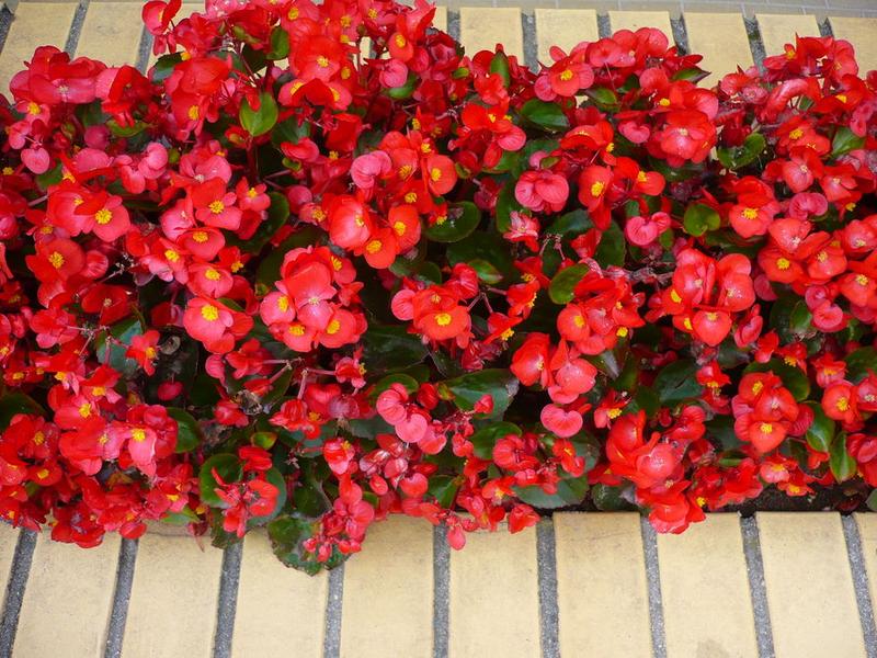 Sadzenie begonii na balkonie