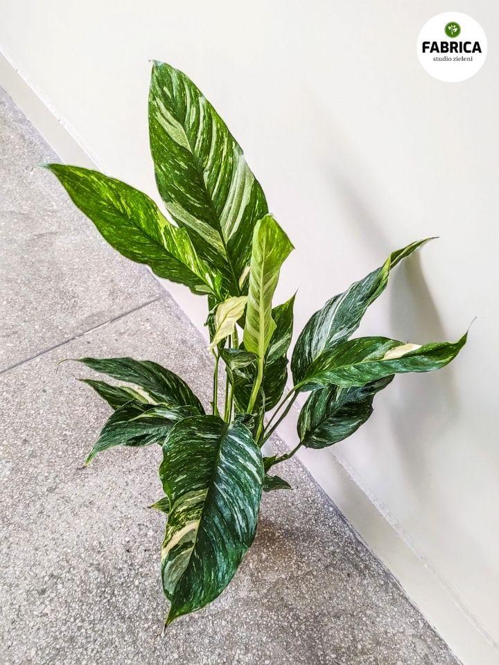 Składniki ziemi dla kwiatów