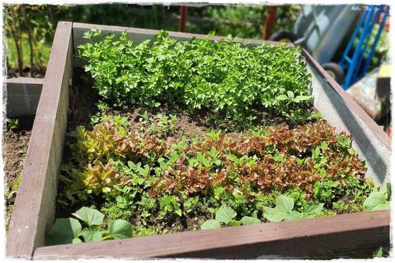 Uprawa współrzędna warzyw