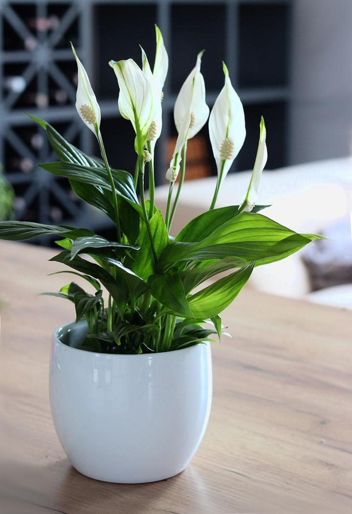 Ziemia dla skrzydłokwiatu