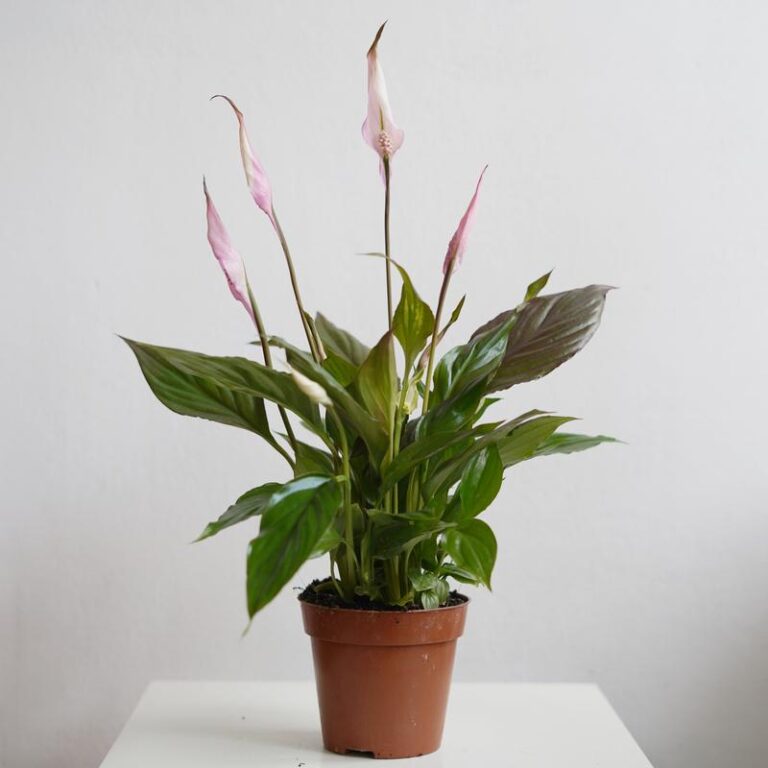 Jaką ziemię wybrać dla skrzydłokwiatu, aby cieszył się zdrowiem?