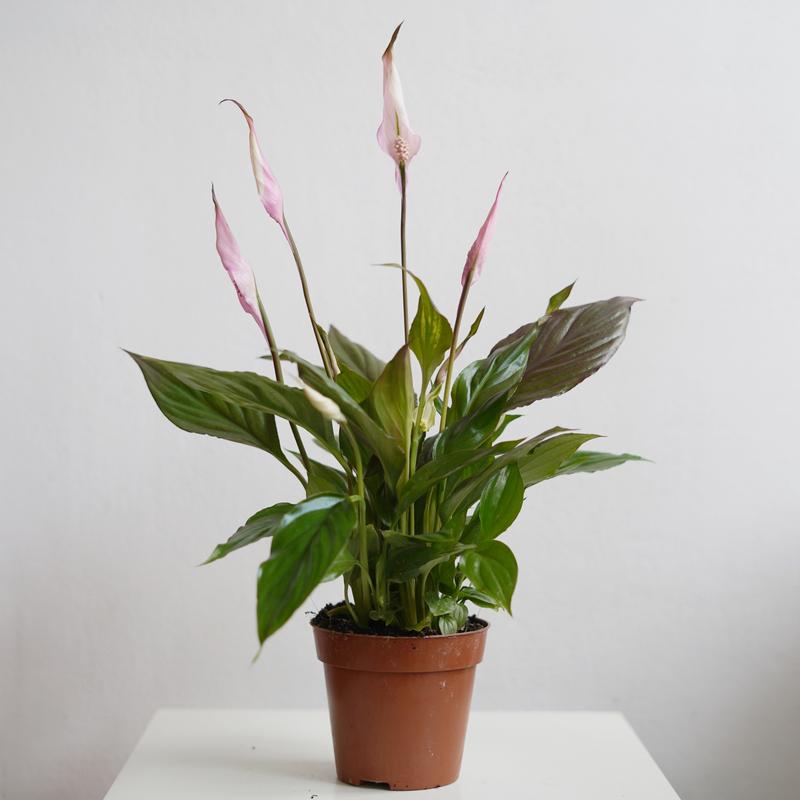 Jaką ziemię wybrać dla skrzydłokwiatu, aby cieszył się zdrowiem?